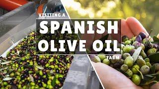 Inside a traditional Spanish Olive Oil Farm how does it work?