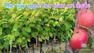 The way apple ber plants are made in the nursery. जिस तरह से नर्सरी में  बेर के पौधे बनाए जाते हैं