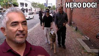 How This Veterans Guide Dog Became A Hero  Dog Nation Episode 8 - Part 3