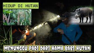 PADI DARAT TIDAK LAMA LAGI PANENMENUNGGU PADI TENGAH MALAM  LIJHON  HIDUP DI HUTAN