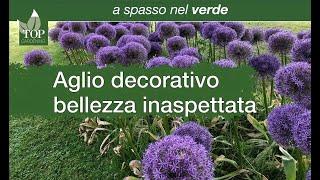 A spasso nel verde  Aglio ornamentale