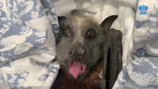 Rescuing a juvenile flying-fox hanging out in a pub  this is Native Rose