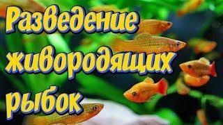 Breeding Live-bearing fish Guppies Pecilia swordsmen HUSBAND FISH BREEDING