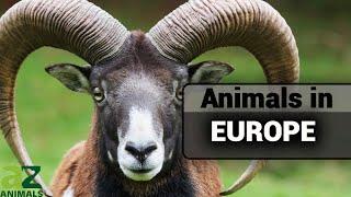 Wildlife in Europe  Where to Find Them Most Dangerous Most Unique