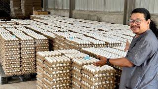 Super Hi-tech Layer Farm HARVESTING 200 Thousand EGGS DAILY ng WALANG TAO - Fully Mechanized