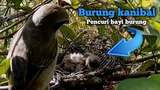 Burung burung ini suka mencuri bayi burung lain bikin kesel siapapun yang melihat