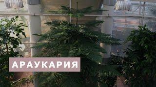 Араукария. Виды уход и размножение.