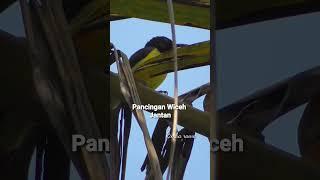 Suara wiceh liar untuk pancingan kolibri kelapa jantan gacor#viral#short
