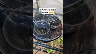 DIY HUMIDITY DOME  #hoarder #diy #planthack #alocasia #tipsandtricks #humidity #houseplants