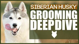 How To Groom A SIBERIAN HUSKY - Grooming DEEPDIVE