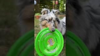 Fun and play #dog #funny #shelties #puppy #sheltiedog #psiezycie