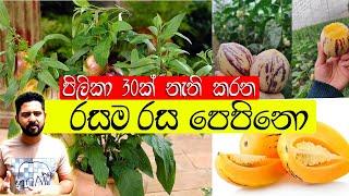 Pepino Wagawa පිලිකා 30 කට ගුණදෙන ‍රසම රස ගස් කොමඩු pepino fruit Sri lanka