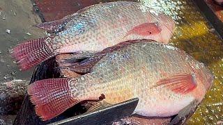 Popular Big Tilapia Fish Cutting In Fish Market  Amazing Fish Cutting Skills
