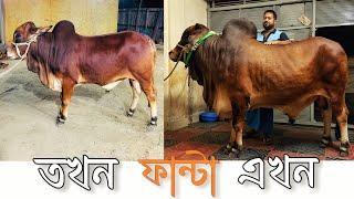 আলহামদুলিল্লাহ্ ফান্টা এখন ভালো আছে ️ ফান্টার শেষ ভ্লগ  ফান্টা আমার ফেভারিট 