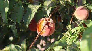 Birds Are Destroying Our Peaches  Protecting Peaches From Birds