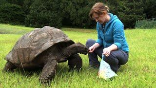 Riesenschildkröte feiert 190. Geburtstag  AFP