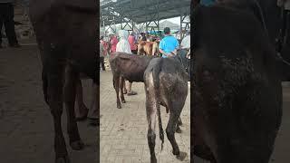 Pedetan di Pasar Siyonoharjo Hari Ini‼️ #dunialembu #pasarsapi #sapi #pasarsapihariini #gunungkidul