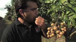 Longans with the Tropical Fruit Growers of South Florida
