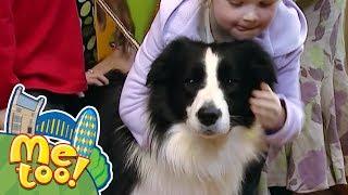 Me Too - Sampson the Dogs Best Episodes  Full Episodes  TV Show for Kids