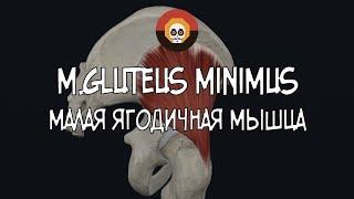 Малая ягодичная мышца m. gluteus minimus