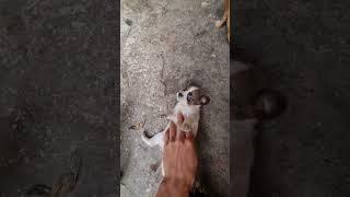 Very Small Cute Baby puppy dog #cute #shorts #shortsyoutube #youtubeshorts #dog #puppy