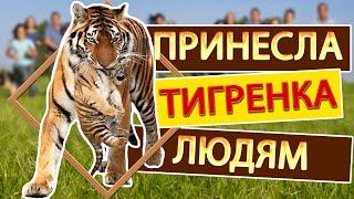 Амурская тигрица ПРИНЕСЛА показать МАЛЫША людям. Тайган.