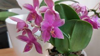 Scented Phalaenopsis Love Potion a fragrant Phalaenopsis hybrid and a very easy fragrant orchid