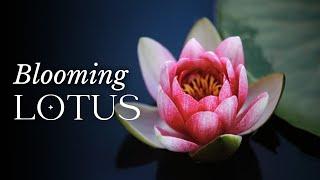 TIMELAPSE Lotus Flower Blooming