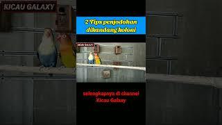 2 Tips penjodohan Lovebird dikandang koloni #videoshorts #PenjodohanLovebird