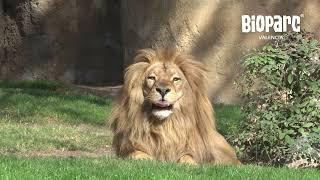 6 minutos de naturaleza en BIOPARC Valencia  4K