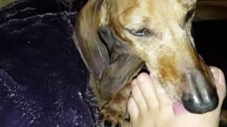 Windy toe licking loving weiner dog