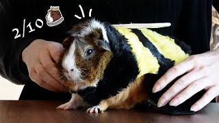 My Guinea Pig Reviews Halloween Costumes