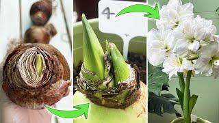 4 Methods to Plant Amaryllis Hippeastrum Bulbs  Which One Grows Fastest? Part 1 Turn on CC