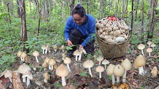 เข้าป่าหาเห็ดวันนี้ เจอเห็ดปลวกเห็ดโคนตูมสวยๆ เห็ดตะไค ก่อแดงใหญ่ หมานพูนตะกร้า12ก.ค2567