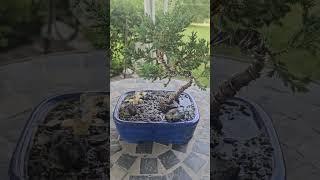 Watering my bonsai