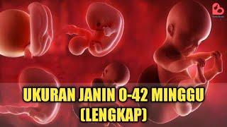 Cek Yuk‼️ Ukuran Janin yang Ideal dari Minggu ke Minggu Lengkap