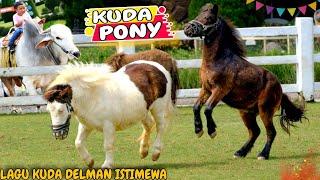 KUDA DELMAN ISTIMEWA  KUDA PONY CIMORY LAND LAGU KUDA DELMAN  NAIK KUDA  PONY  DELMAN  HORSE