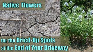Native Flowers for the Dried-Up Spots at the End of Your Driveway