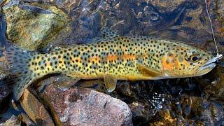 Catch & Cook WILD Trout from a TINY Stream