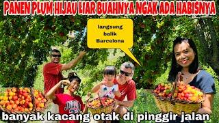 PANEN PLUM HIJAU KACANG OTAK LIAR BUAHNYA NGAK ADA HABISNYA LANGSUNG PULANG BARCELONA