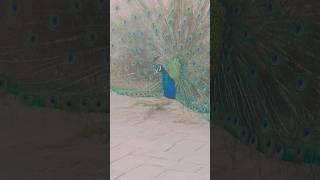 peacock dancing  #youtubeshorts #viral #youtuber #shortvideo #youtuber #dancing #song #vlog