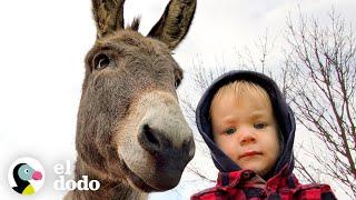 Burro no puede dejar de seguir a su nuevo hermano humano  Almas Gemelas  El Dodo