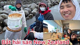 Nhím biển bao ngư #newzealand nhiều thôi rồi #cuocsongnewzealand qua New Zealand là không sợ đói