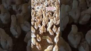 Bovans brown chicks  Bovans brown farming  poultry farming in Pakistan