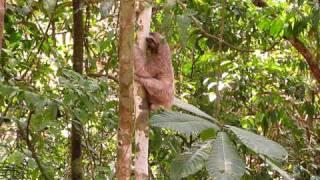 Three-toed Sloth climbing up tree