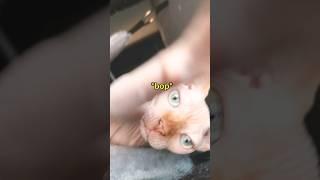 Caught on Camera Cats Hilarious Boop Attack Part 2 