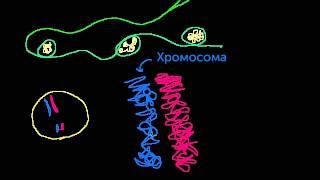 Хромосомы хроматиды хроматин и т.п. видео 12 Деление Клетки  Биология