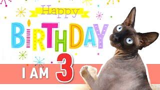 HAPPY BIRTHDAY Cat Alfred  3 Years Old  Sphynx Cat Birthday  Part 1