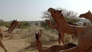 desert animals Camel  romance desert