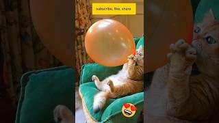 Amazing cat blow balloon    #youtubeshorts #cat #kucing #funnyvideo #animalsvideo #shorts